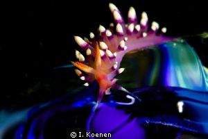 nudi on coulored glass, north sulawesi by I. Koenen 